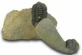 Two Curled Austerops Trilobite Fossils - Ofaten, Morocco #384229-7